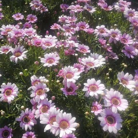 122锐意班—凡心所向，素履以往。生如逆旅，一苇以航！