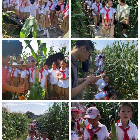 暑假生活—玩转玉米(103班吴骏熙)