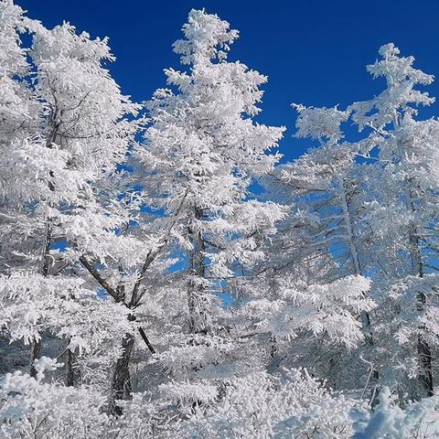 岭上琼枝映碧空， 寒冬尽在此山中。 瑶池借得三千水， 化作银纱舞玉风。