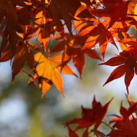 岳麓山、橘子洲头枫红如霞