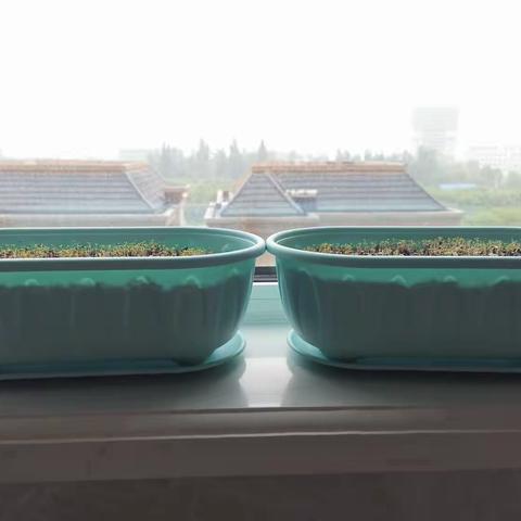 小小的太阳花种子萌芽了，期待中……