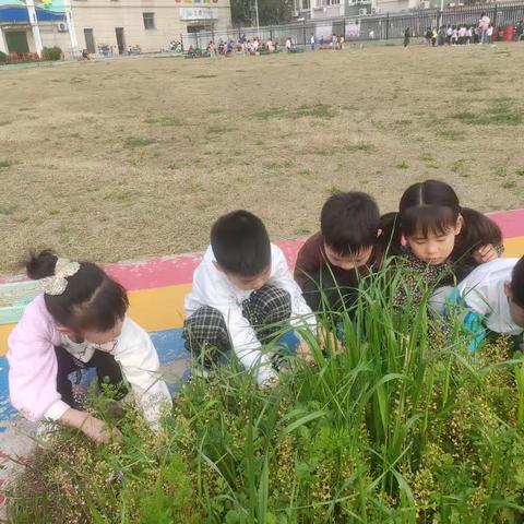 大一班课程故事—— 荠菜煮蛋