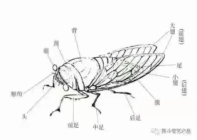 蝉——我的昆虫记