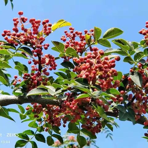 淳化县花椒产业发展显成效