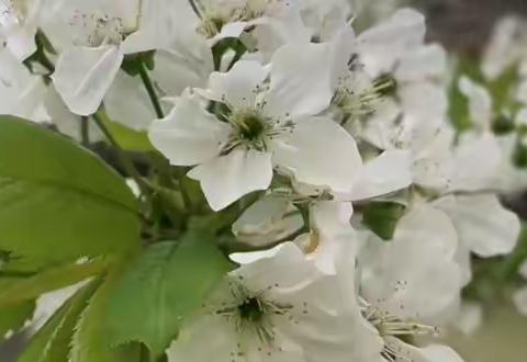 食谱||济南市槐荫区智慧树幼儿园一周食谱