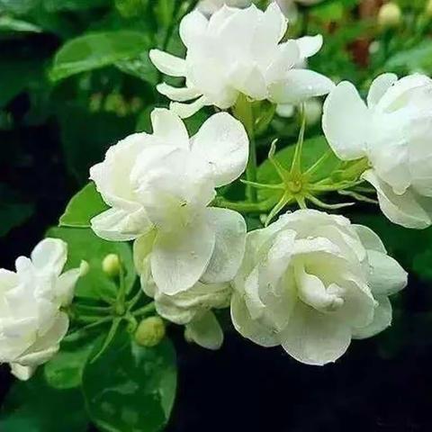 绿竹苑阳台   好一朵茉莉花