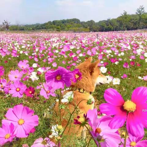 重阳节   维刚驾车陪我们游《伏热花海 》                                                   2020.10.25