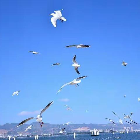 云南西双版纳双飞纯玩团特惠仅2999元~11月1号-6号昆明抚仙湖+西双版纳野象谷+普洱六日游