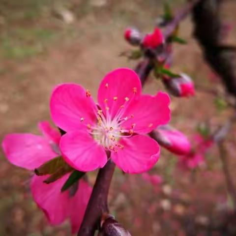 🌸桃花雨🌸