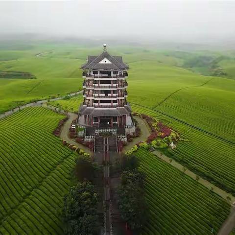 风和雨润春来早，不等清明可煮茶。