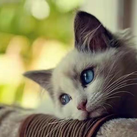 幸福语文写作系列之——吴川一中七年级(10)、(11)班给小猫咪丢丢的一封信及读后感习作选