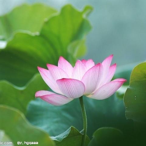 幸福语文写作系列之——，念亲恩