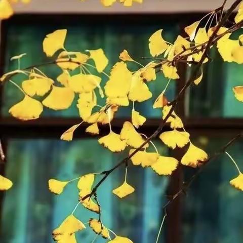 幸福语文写作系列之，诗意人生，吴川一中九年级(2)班，2022.10.30