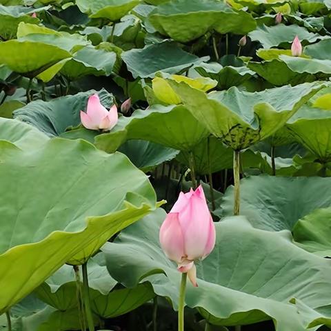 幸福语文写作系列之，暑假读一本好书，吴川一中八年级2班推选作品