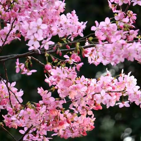 晓园樱花开了
