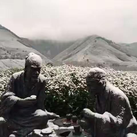 雪下高山，霜打平原！安吉茶园雪覆芽，浙江绿茶损失惨重，