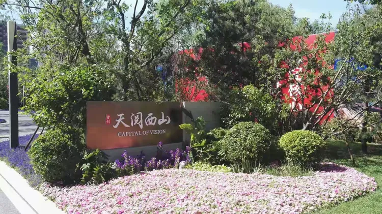 红枫小苗批发
