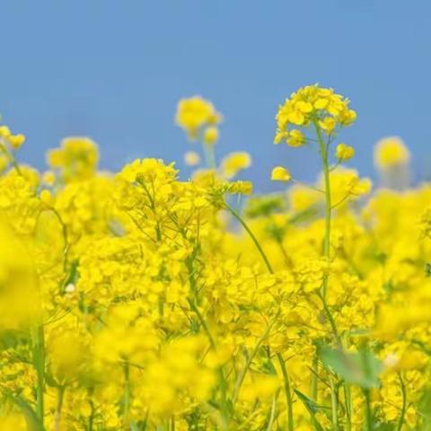 【卫生保健】元气满满度春天—临沂第二十一中学附属幼儿园春季健康小常识（副本）