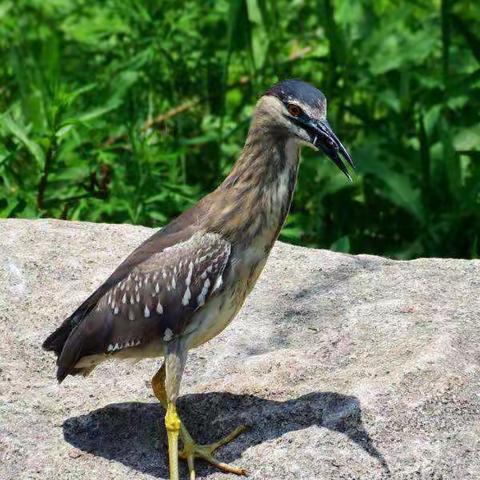 小夜鹭逮泥鳅