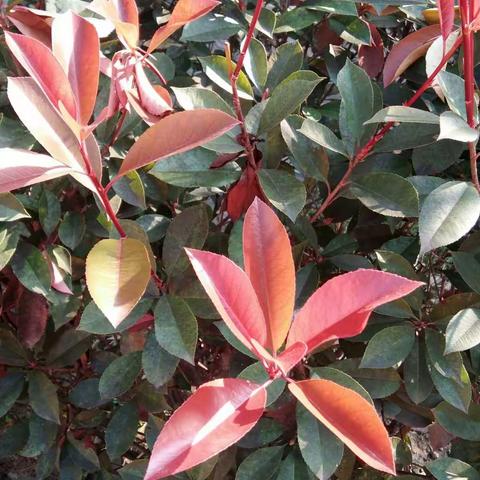 【秋之韵】一叶知秋