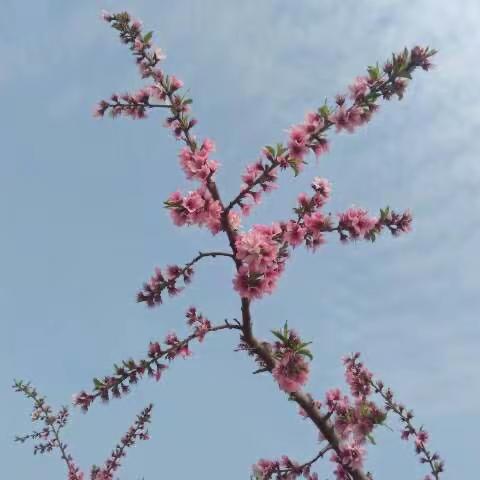 只争朝夕，以勤奋书写无悔青春；不负韶华，用自信扬起人生风帆