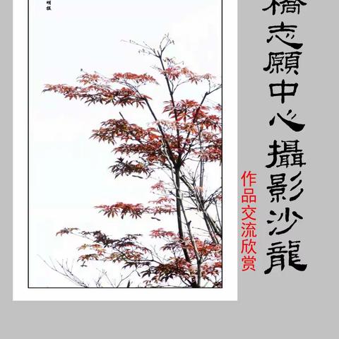 ☆周桥志愿中心摄影沙龙☆