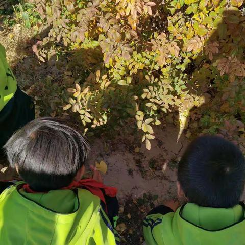 双胜小学 二年一班 踏秋之旅