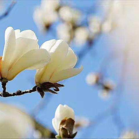 柳树发芽🌱了，天气变暖了到处都洋溢着生机勃勃。到处充满着欢声笑语，我们幼儿园比别处更加的热闹因为有你。