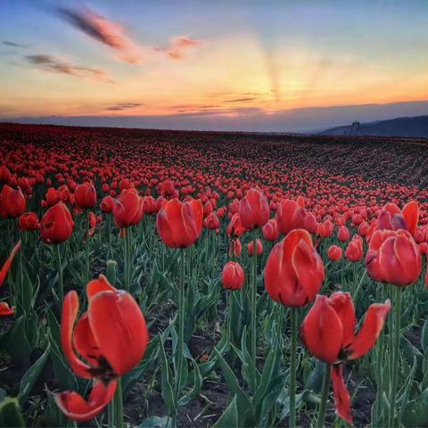 雪山脚下的郁金香