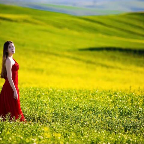 又见油菜花开时