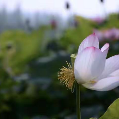 生命之莲