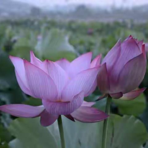 荷