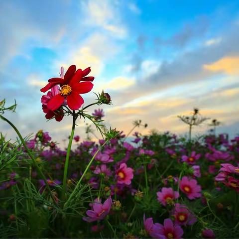 格桑花  我心中的花