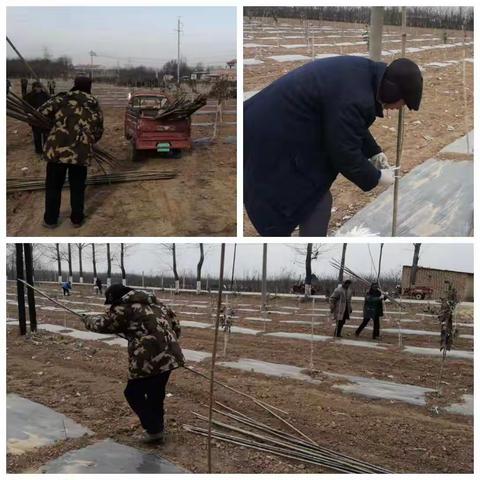 冬剪培训风正劲  果园冬管再奋力