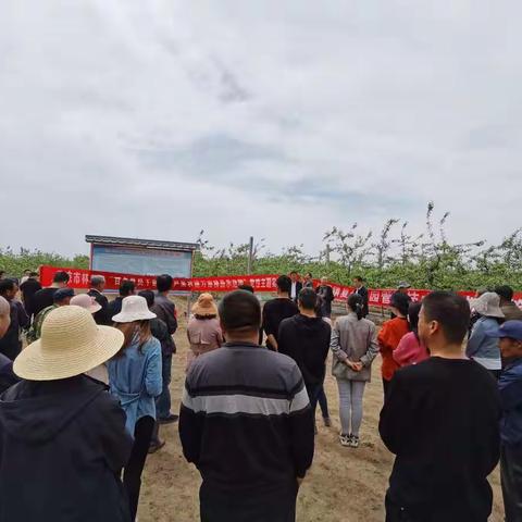 全市上下同频共振  抓好夏季果园管理