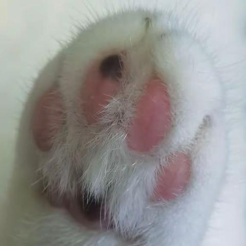 你是不可替代的存在! 因为，你是Bella…