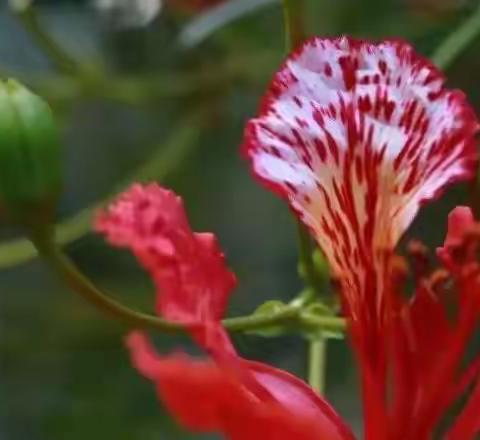 初夏，凤凰花开，灿若红霞，红彤似火…​