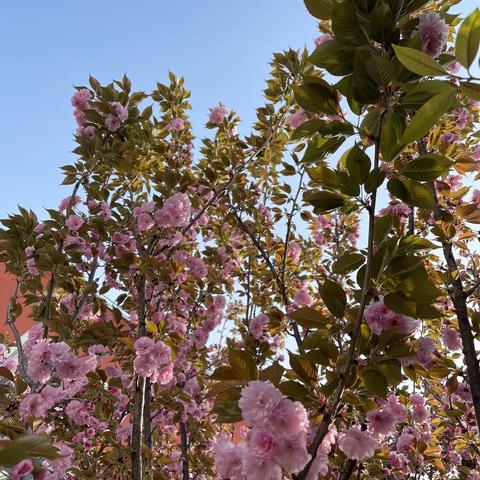 非常时期，别样学习—“停课不停学”孙店镇中心小学四二班一周工作小结