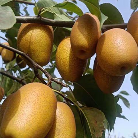 千里红会员活动开始啦！！！（11月29日——12月5日）