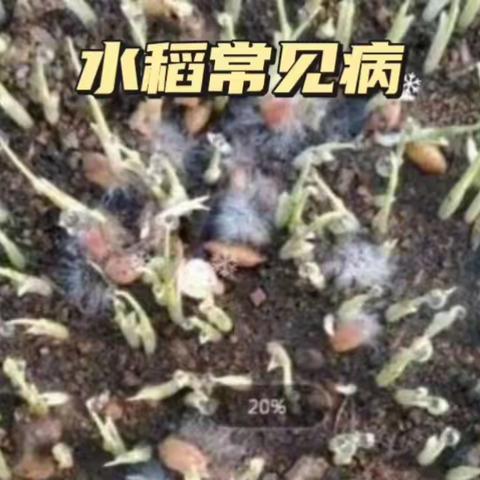 水稻病害示意图