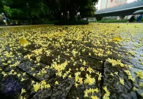 桂枝香·夜雨寄怀