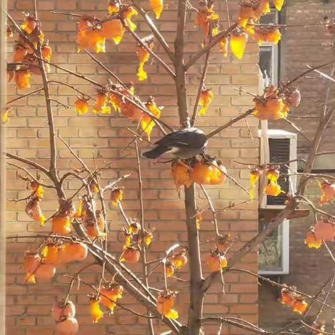 COVID咨询日记（三）：逻辑性思考