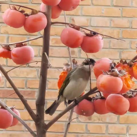COVID咨询日记（一）：合理应对