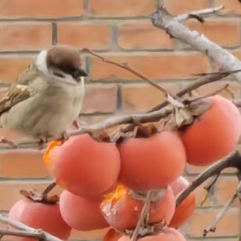 Covid咨询日记（四）：运动与感染