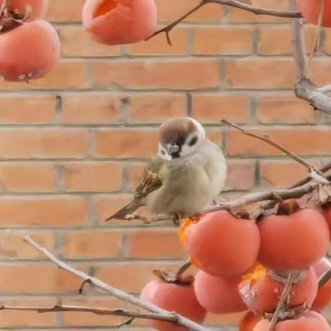 Covid咨询日记（十）：疫后类月子病