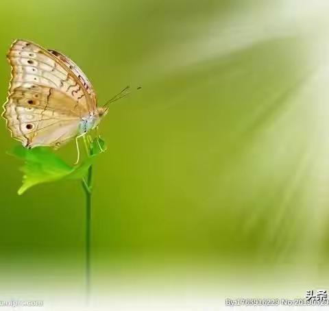 共待春暖花开时——无棣县第一初级中学九年级英语组在线教研纪实