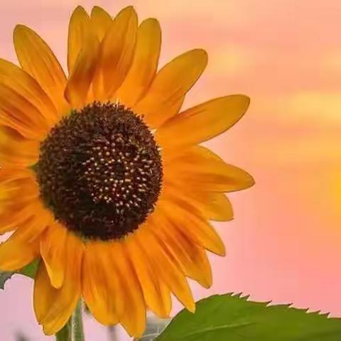 别样开学季，成长不延期——无棣县初中英语教研组在线教学教研纪实