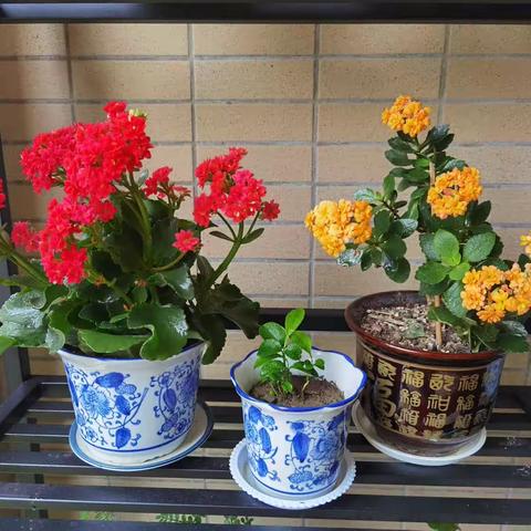 雨过春深鸟啼梢