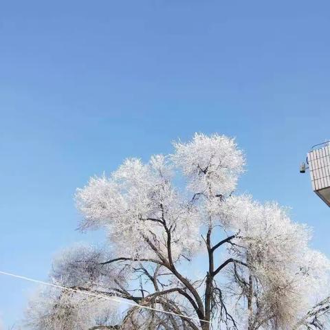 校园雪景—红墩界镇九年制学校