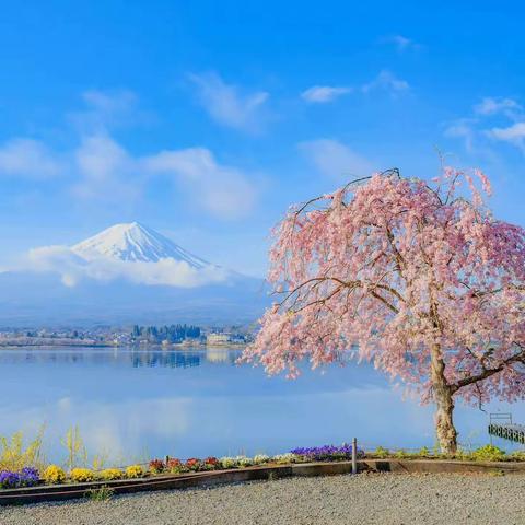 停课不停学 线上绽风采——温泉路小学四年级语文组线上教学活动